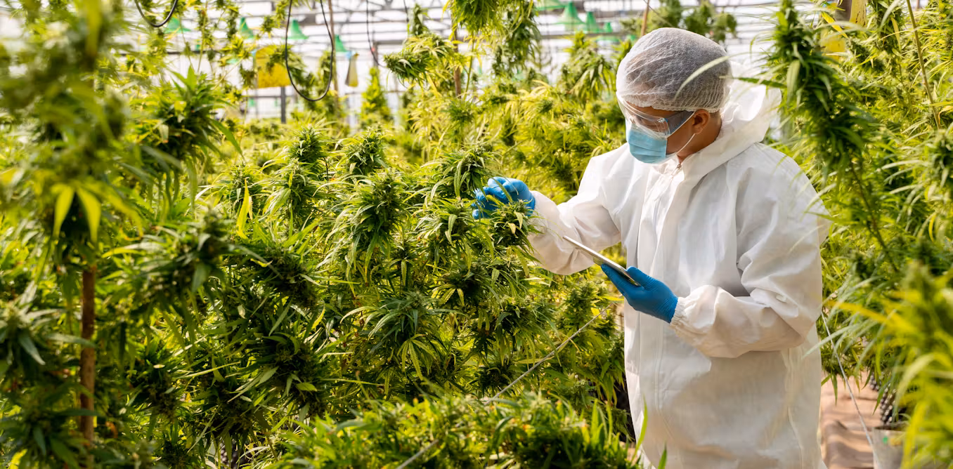 using medical cannabis to treat anxiety